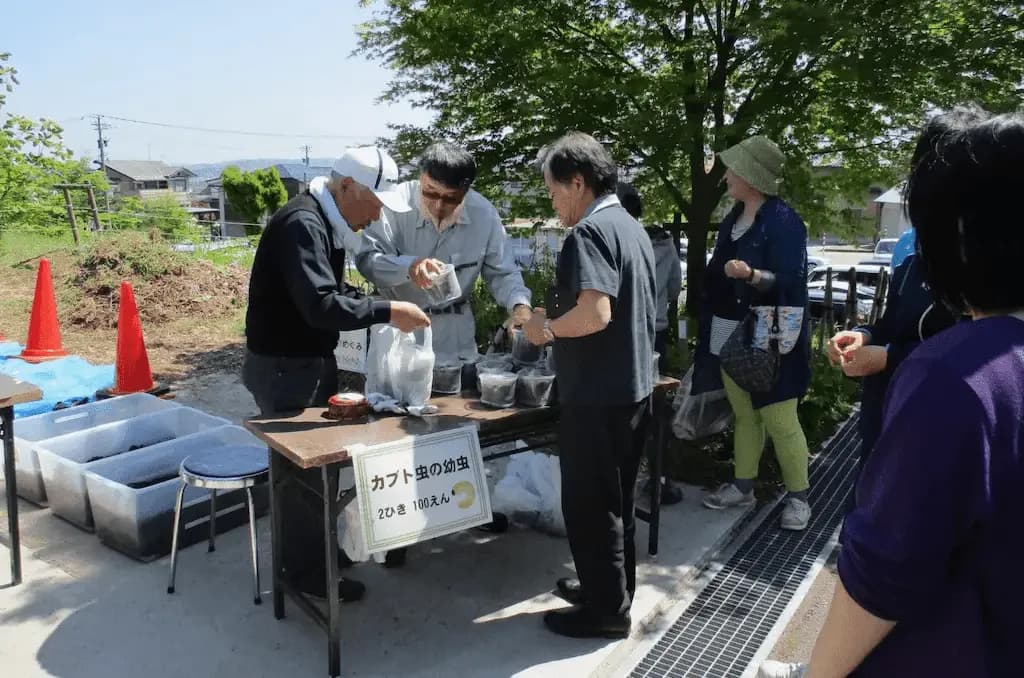 カブトムシの幼虫販売