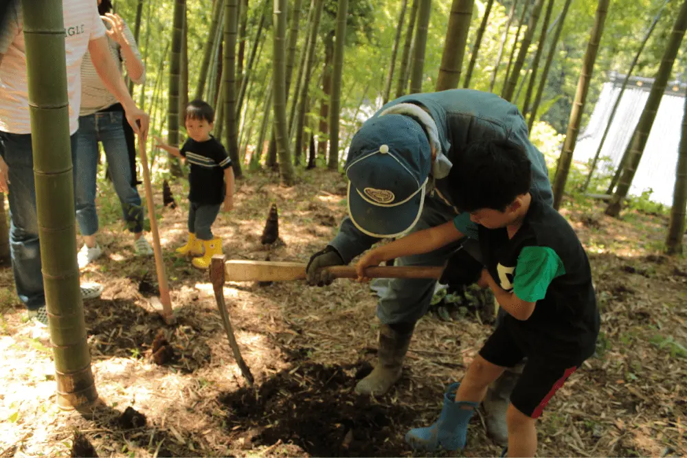 たけのこ掘り体験の様子